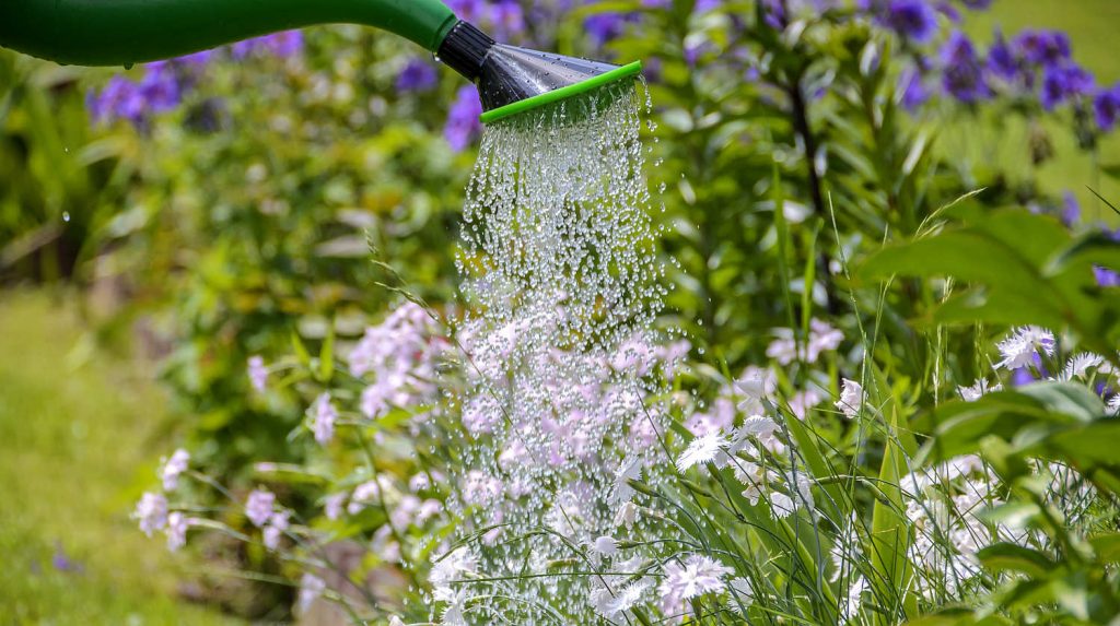 do-i-need-to-water-plants-every-day-watering-rules